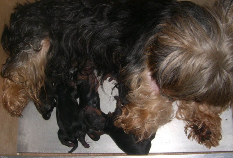 Du manoir des messalines - Yorkshire Terrier - Portée née le 05/07/2011
