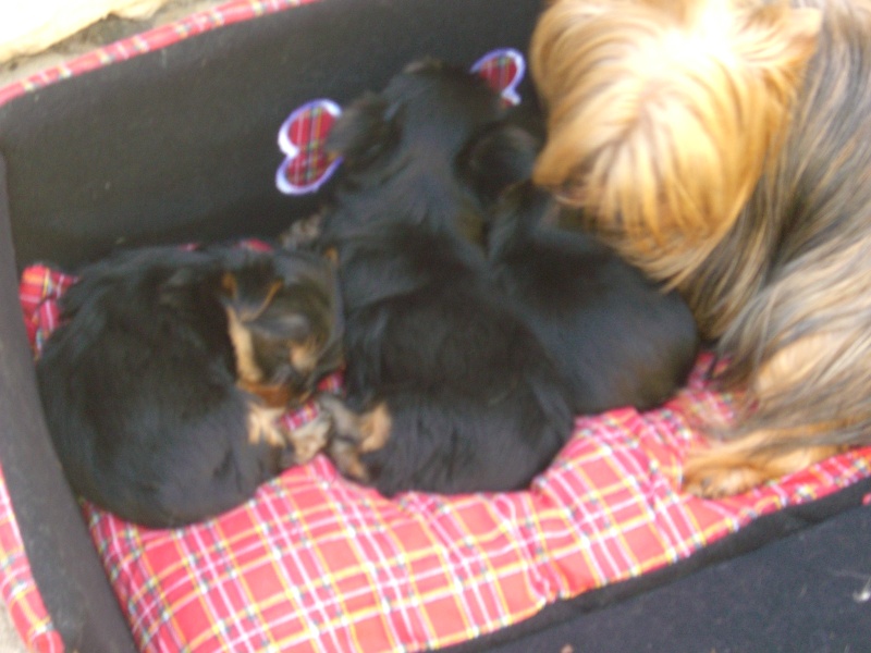 Du manoir des messalines - Yorkshire Terrier - Portée née le 16/05/2011