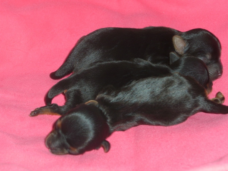 Du manoir des messalines - Yorkshire Terrier - Portée née le 21/03/2012