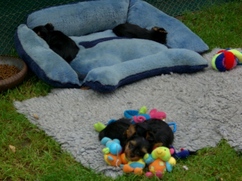 Du manoir des messalines - Yorkshire Terrier - Portée née le 01/07/2012