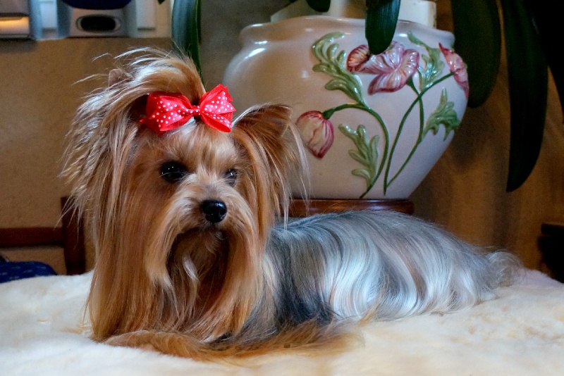 Funny girl Du manoir des messalines