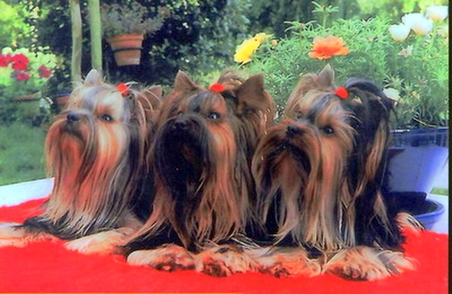 Mes yorkies adultes : Présent et Passé