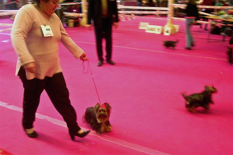 Les MAÎTRES et leurs CHOUCHOUS en expo !.....