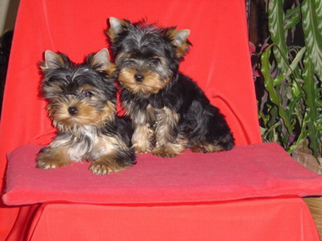 Ils sont partis vers une nouvelle vie !......