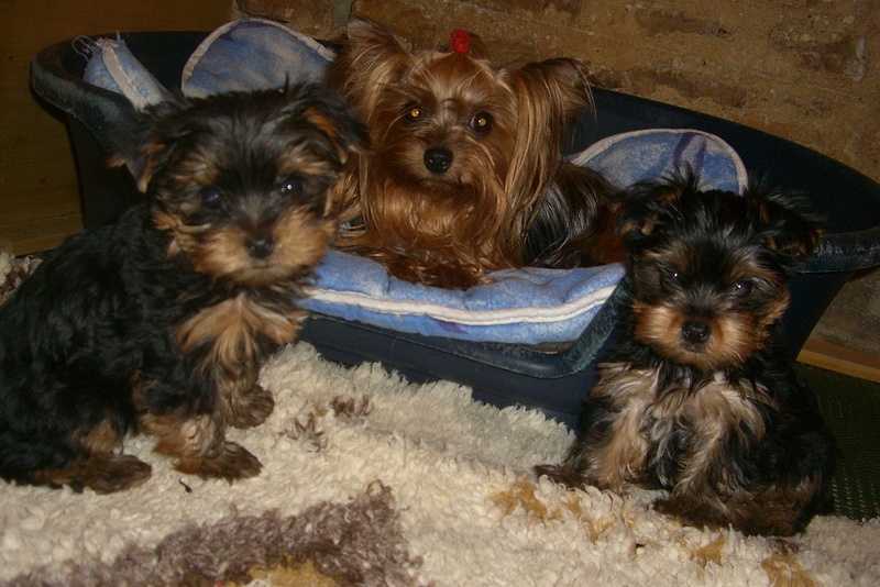 Du manoir des messalines - Yorkshire Terrier - Portée née le 01/05/2011