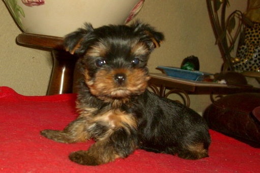 Du manoir des messalines - Yorkshire Terrier - Portée née le 12/11/2010