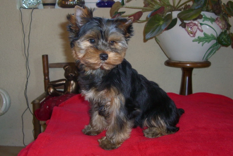 Du manoir des messalines - Yorkshire Terrier - Portée née le 28/09/2008