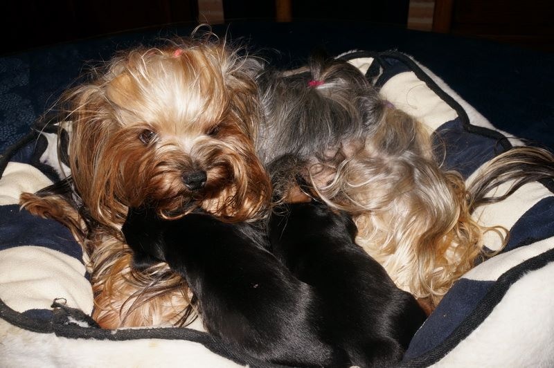 Chiot Yorkshire Terrier Du manoir des messalines