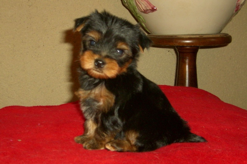 Du manoir des messalines - Yorkshire Terrier - Portée née le 28/11/2010