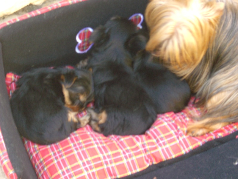 Chiot Yorkshire Terrier Du manoir des messalines