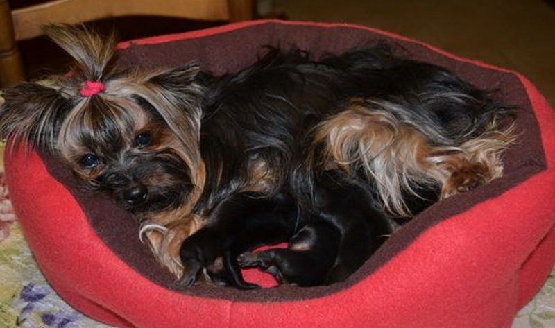 Du manoir des messalines - Yorkshire Terrier - Portée née le 14/06/2015