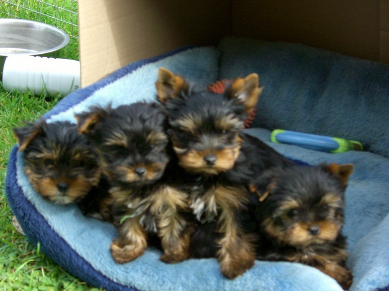 Chiot Yorkshire Terrier Du manoir des messalines