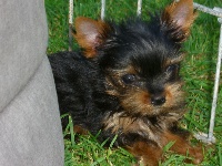 H'ROMEO