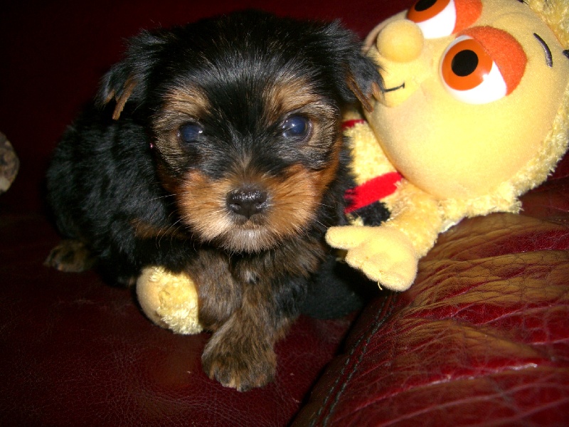 Du manoir des messalines - Yorkshire Terrier - Portée née le 28/11/2010