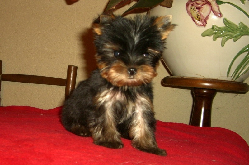 Du manoir des messalines - Yorkshire Terrier - Portée née le 25/09/2008