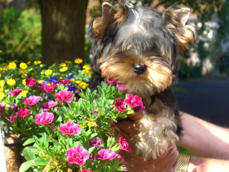 Du manoir des messalines - Yorkshire Terrier - Portée née le 30/03/2012