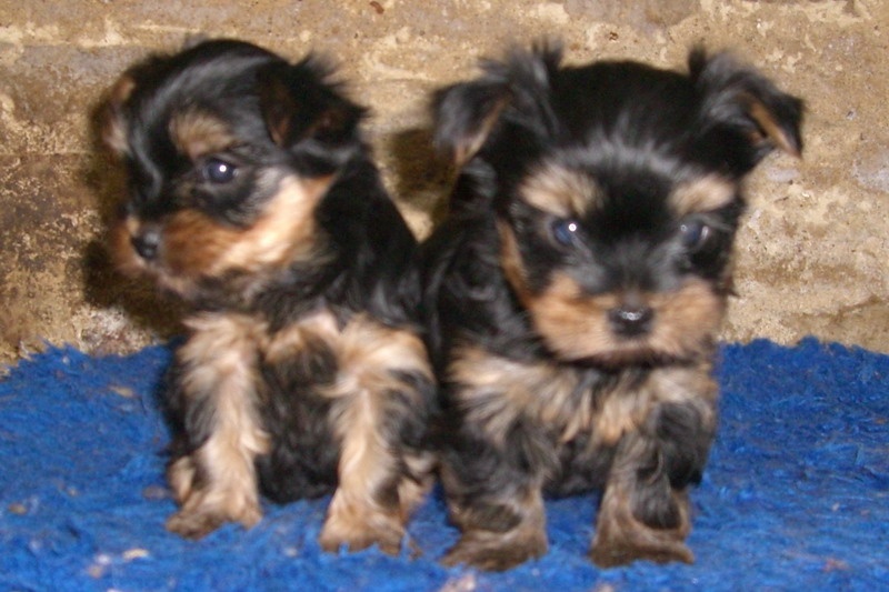 Du manoir des messalines - Yorkshire Terrier - Portée née le 23/10/2008